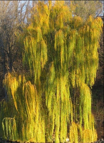 5ft inc pot 7litre - inc.,