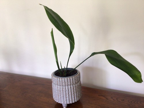 Aspidistra nice healthy - aspidistra,