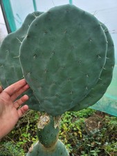 Robusta pad winter - robusta, pad,