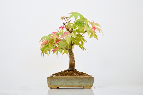 Deshojo japanese maple - 'deshojo',