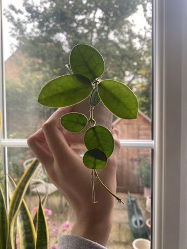Hoya mathilde plant - , fully