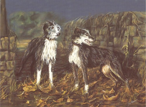 Lurcher dogs large quality - lurcher,,