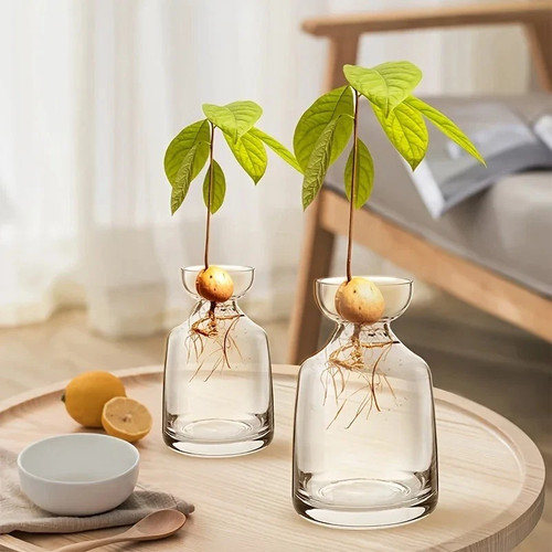 Avocado seed starter vase - avocado,