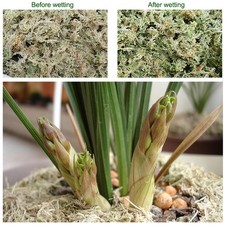 6/12L Garden Sphagnum Moss