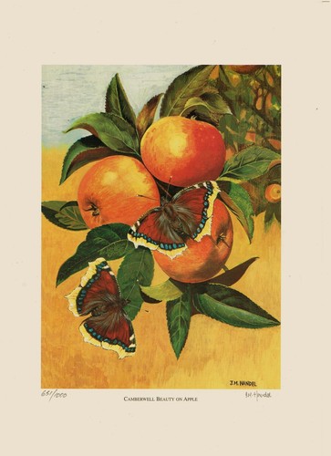 Limited edition litho - edition, print