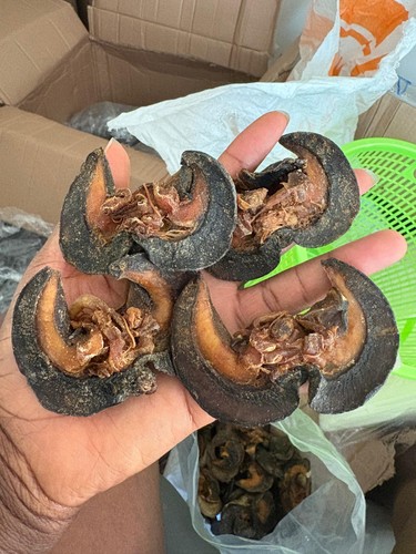 Delicious dried bush snails - dried,
