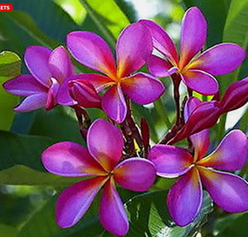 Germinated plumeria seed - germinated,