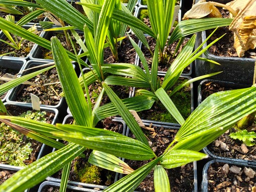 Trachycarpus wagnerianus t - trachycarpus,