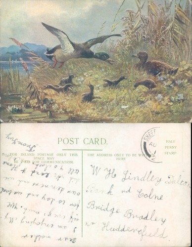 Mallards and ducklings birds - and,