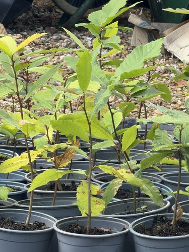 Sweet chestnut tree sapling - chestnut,