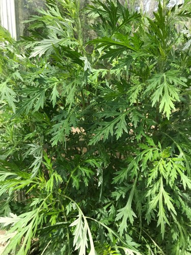 Mugwort medicinal herbs - x,
