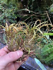 Racinaea crispa ‘Green’