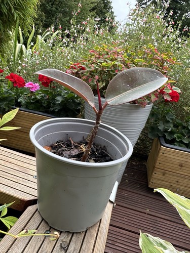 Rubber plant ficus - ficus, robusta