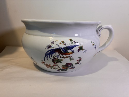 Chamber pot bird - bird, paradise