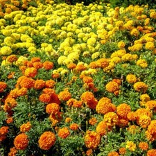 Marigold 'Marvel Mix' - 24x