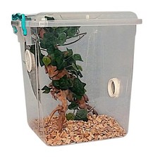 Praying Mantis,Stick Insect