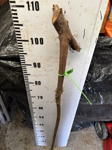 Blackthorn shank walking stick - blackthorn,