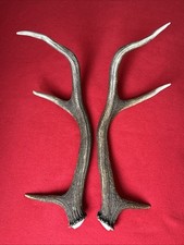 PAIR OF RED DEER ANTLERS 502g.   aprox. 46.5/47cm.