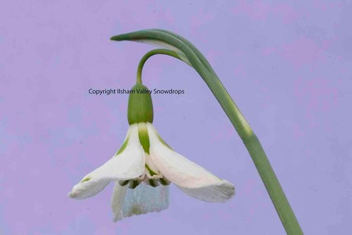 Varieties galanthus - 4,