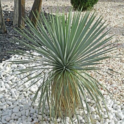 Perennial plant beaked yucca - perennial,