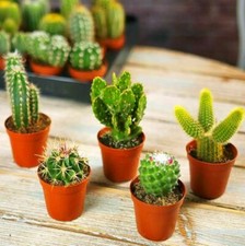 MINI CACTUS  RARE GIFT HOUSE OFFICE INDOOR PLANT POT MIX CACTI SUCCULENT 1-5PACK