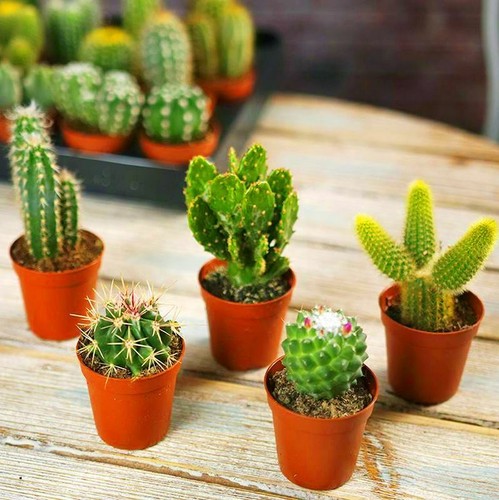 Mini cactus rare - mini,