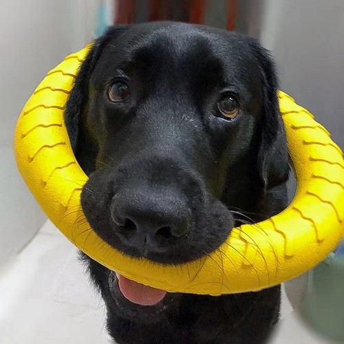 Dog ring toys - dog, indestructible