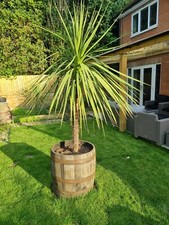 3/4 GENUINE OAK HALF WHISKY BARREL WOODEN GARDEN PLANTER  -IDEAL FOR SMALL TREES