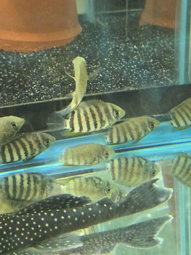Orange shoulder severum - severum, 2.5"
