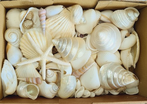 Deluxe mixed sea shells 1 - shells, /