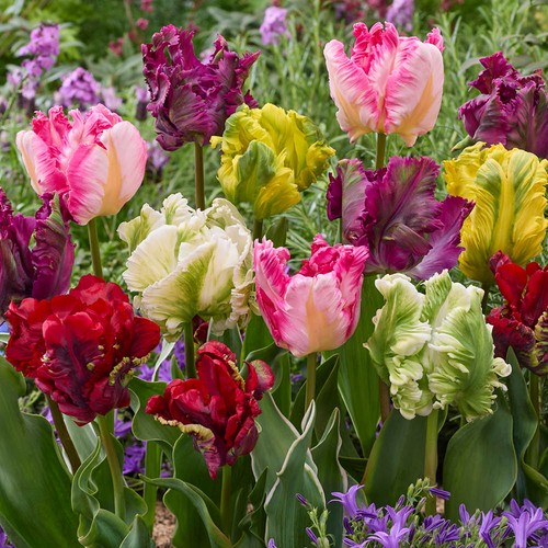 Tulip parrot mixed x30 bulbs - mixed',