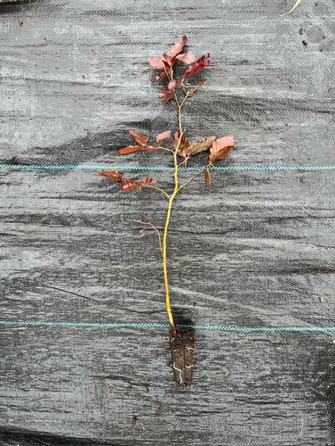 Copper beech fagus - copper,