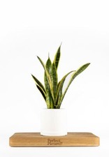 Snake Plant Laurentii