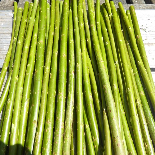 30cm hybrid willow - 50,