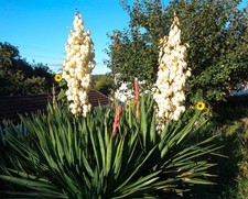 Hardy Outdoor Yucca Gloriosa