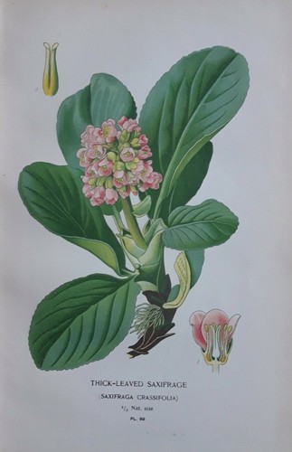 1897 thick leafed - thick, saxifrage