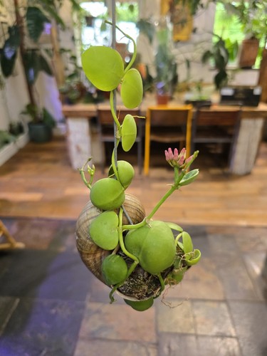 Dischidia pectinoides unique - dischidia, pectinoides.
