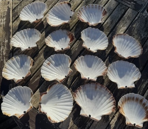 15x large scallop - 15x,