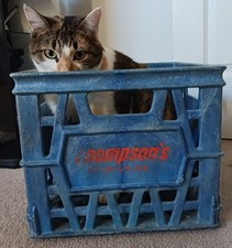 Thompsons Dairy Blue Milk Bottle Jug Crate Seymour Ind Indiana Amoco Plastics