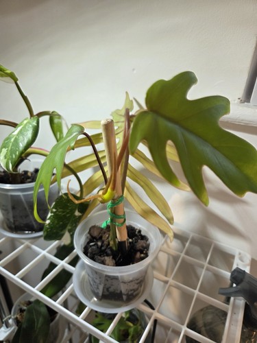 Philodendron mayoi young plant - mayoi,