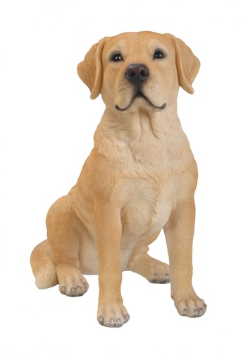 Golden labrador dog - labrador,