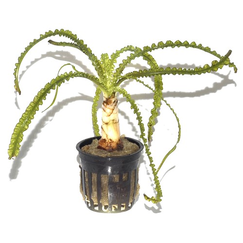 Crinum calamistratum tropica - crinum,