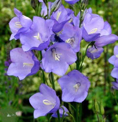 Fairy bellflower campanula - 3,