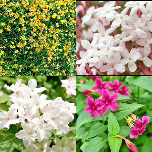 Climbing jasmine plants - 3, x