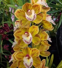 Cymbidium Drouin Masterpiece 'Kaleidoscope' orchid plant
