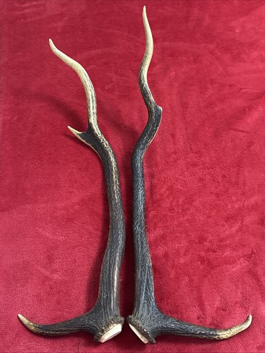 Pair red deer antlers - pair,