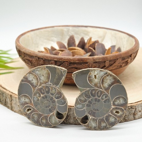 Large polished ammonite - large,