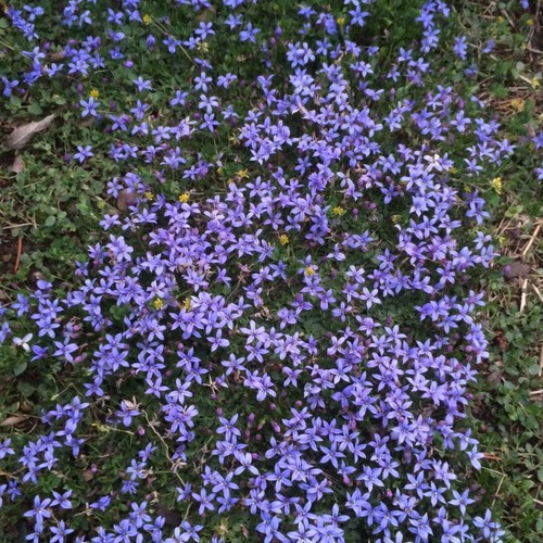 Pratia plug plants alpine - pratia,