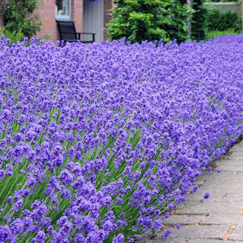 Lavandula hidcote english - hidcote, |