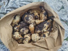 6x fresh White Truffle